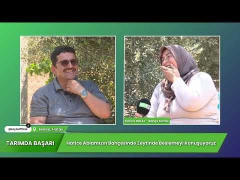 Zeytinde Yüksek Verim ve Başarı l Tarımda Başarı Hatay Hassa