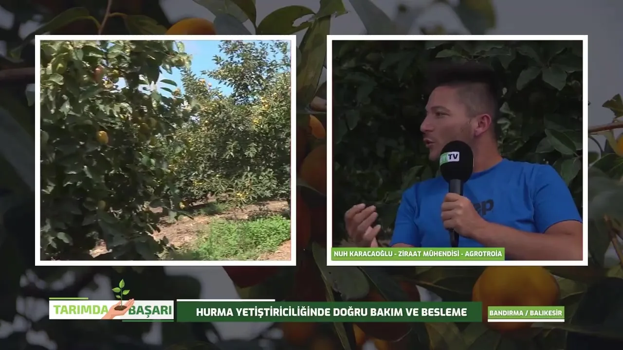 Tarımda Başarı - hurma besleme