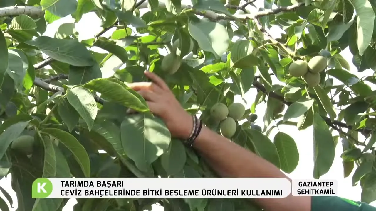 Tarımda Başarı - cevizde besleme