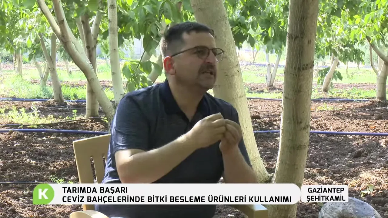 Tarımda Başarı - cevizde besleme