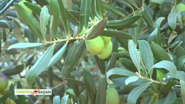 Tarımda Başarı