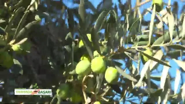 Tarımda Başarı
