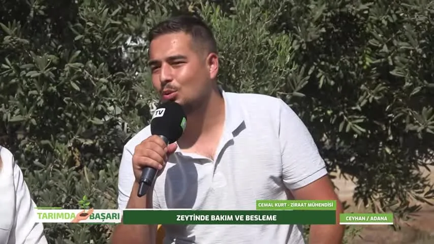 Tarımda Başarı - Adana zeytin