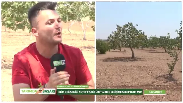 Tarımda Başarı - Antep fıstığı