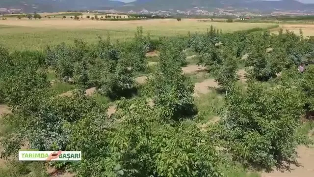 Tarımda Başarı
