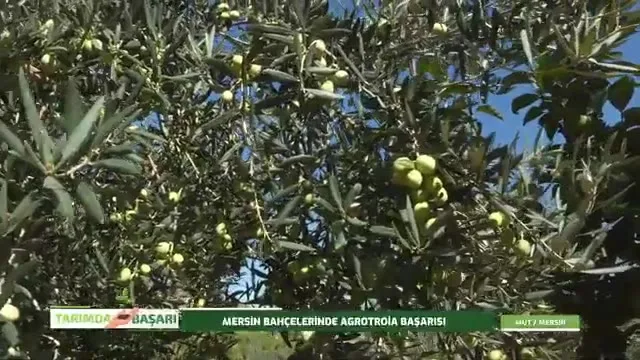 Tarımda Başarı