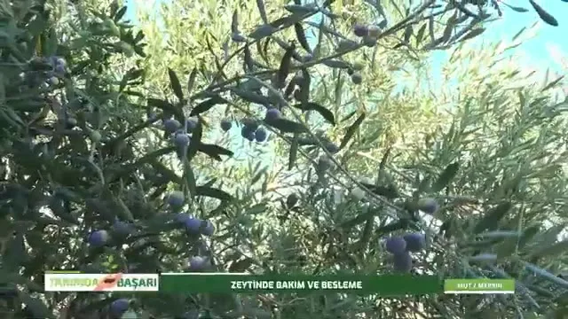 Tarımda Başarı