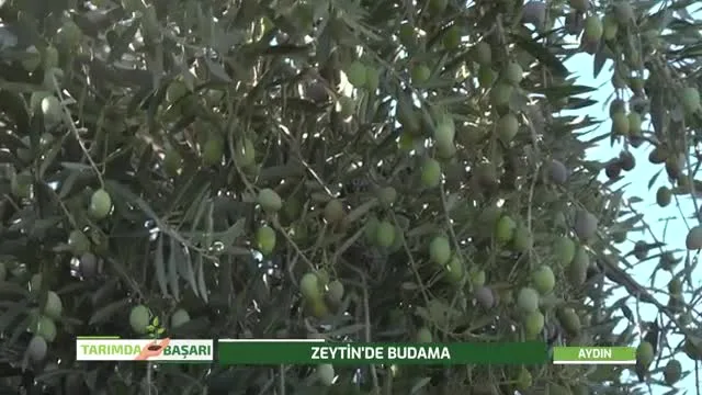 Tarımda Başarı