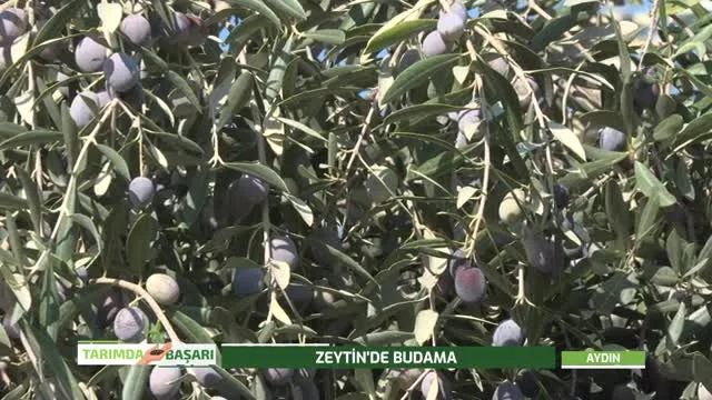 Tarımda Başarı