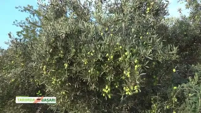 Tarımda Başarı