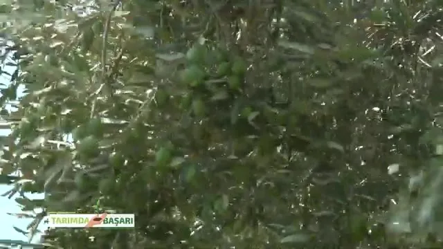 Tarımda Başarı