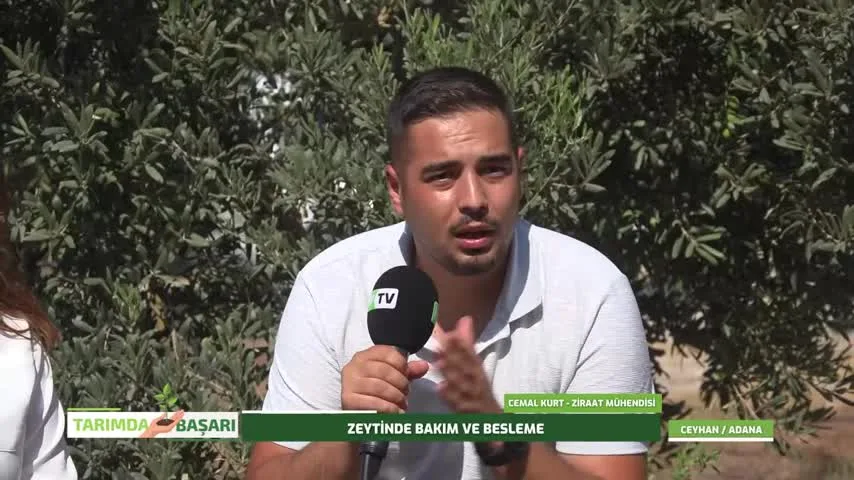 Tarımda Başarı - Adana zeytin