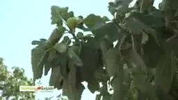 Tarımda Başarı