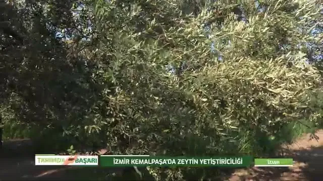 Tarımda Başarı