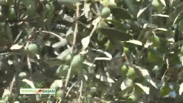 Tarımda Başarı