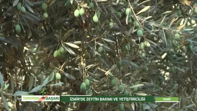 Tarımda Başarı