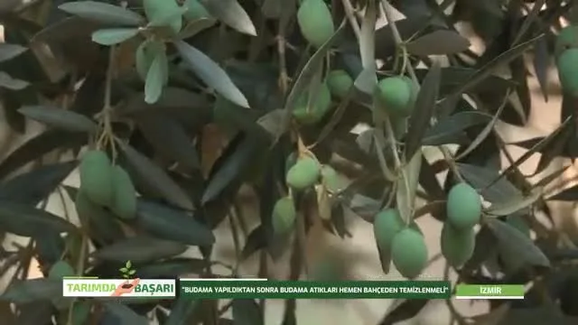 Tarımda Başarı