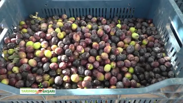 Tarımda Başarı