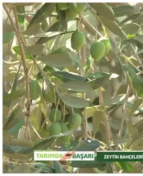 Tarımda Başarı