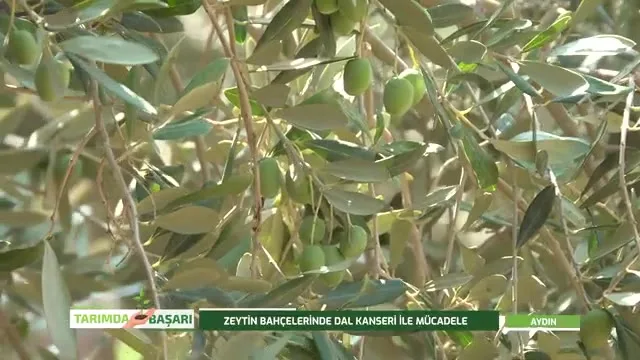 Tarımda Başarı