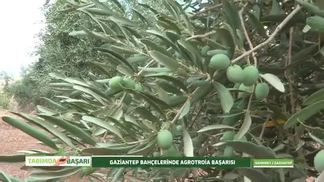 Tarımda Başarı