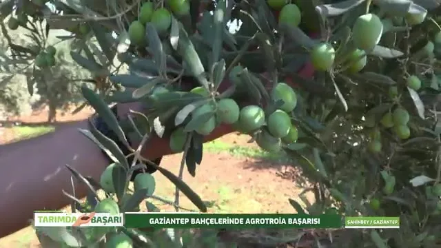 Tarımda Başarı