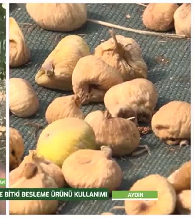 Tarımda Başarı