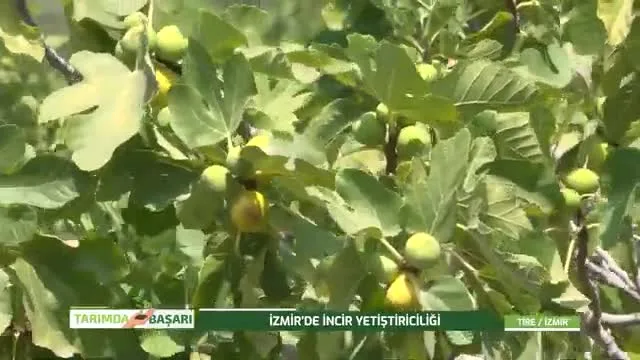 Tarımda Başarı