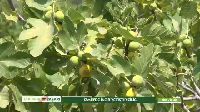 Tarımda Başarı
