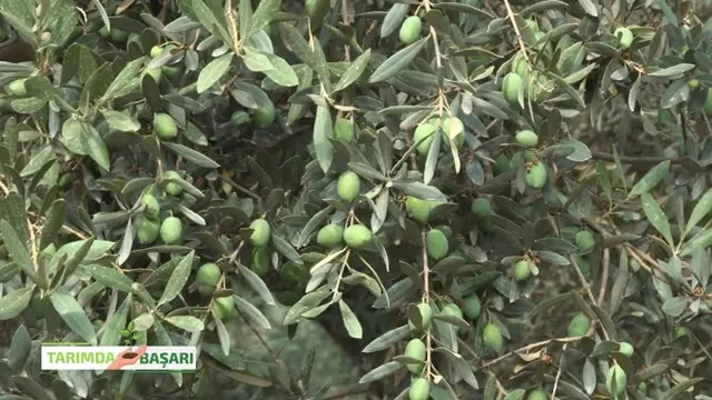 Tarımda Başarı