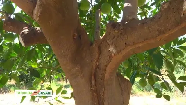 Tarımda Başarı