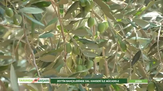 Tarımda Başarı