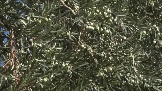 Tarımda Başarı