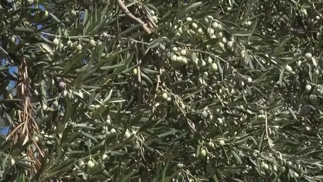 Tarımda Başarı