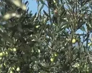 Tarımda Başarı