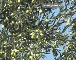 Tarımda Başarı