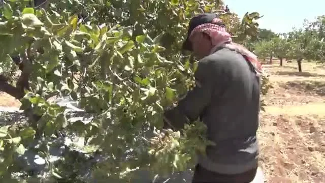 Tarımda Başarı