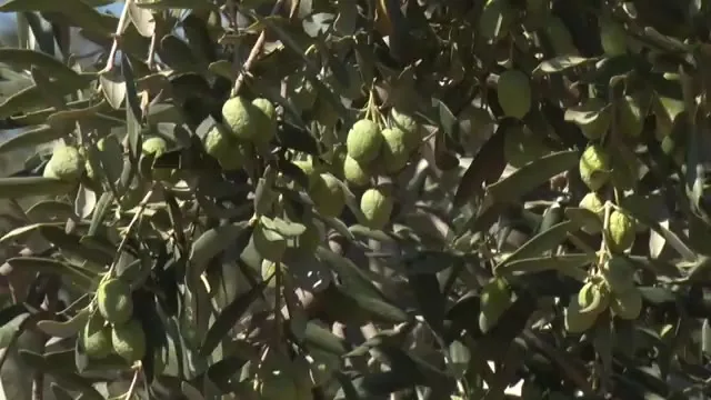 Tarımda Başarı