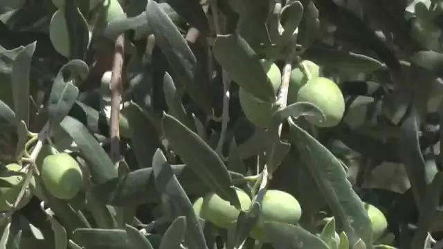 Tarımda Başarı