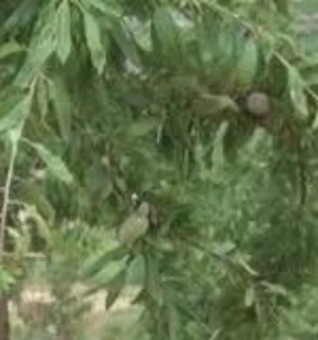 Tarımda Başarı