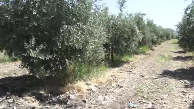 Tarımda Başarı