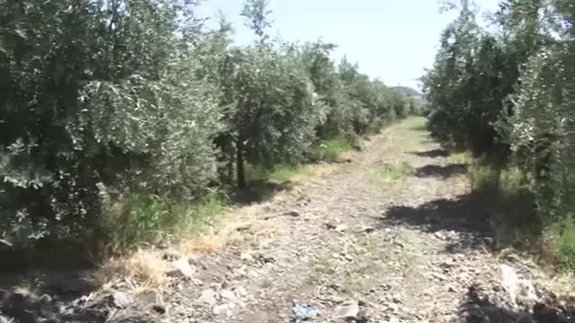Tarımda Başarı