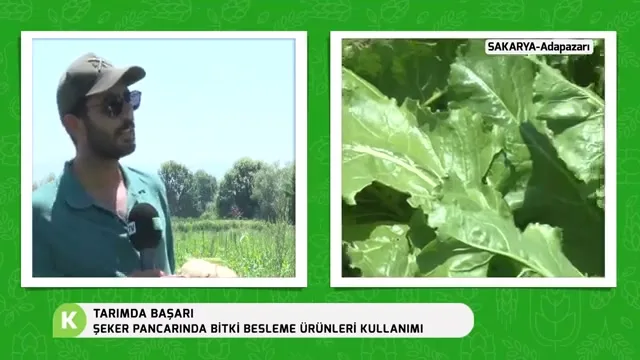 Tarımda Başarı - şeker pancarı