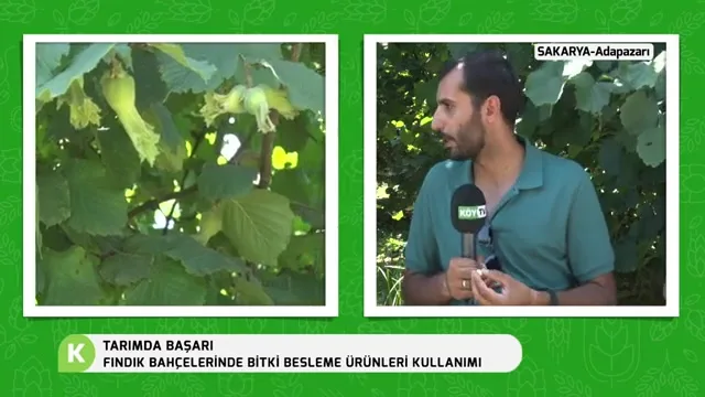 Tarımda Başarı - fındık besleme