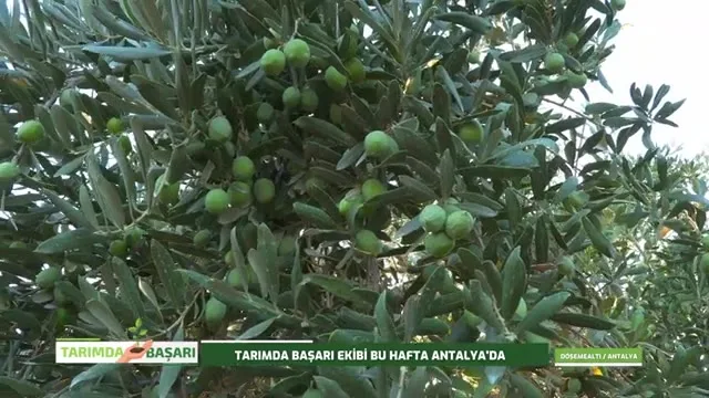 Tarımda Başarı