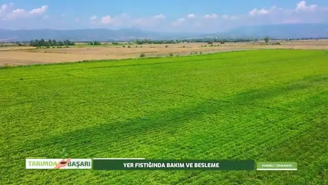 Tarımda Başarı - yer fıstığı