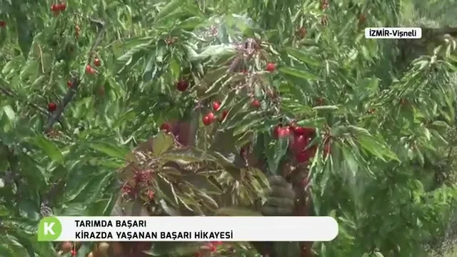 Tarımda Başarı - kiraz bahçe kurulumu
