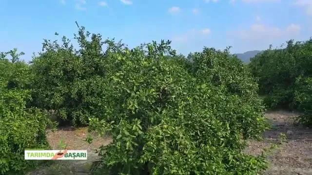 Tarımda Başarı